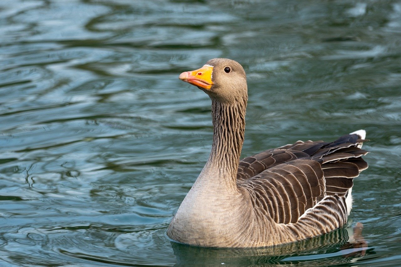 entdecken sie den migration pact - eine umfassende europäische strategie zur steuerung und verbesserung von migration und integration in der eu.