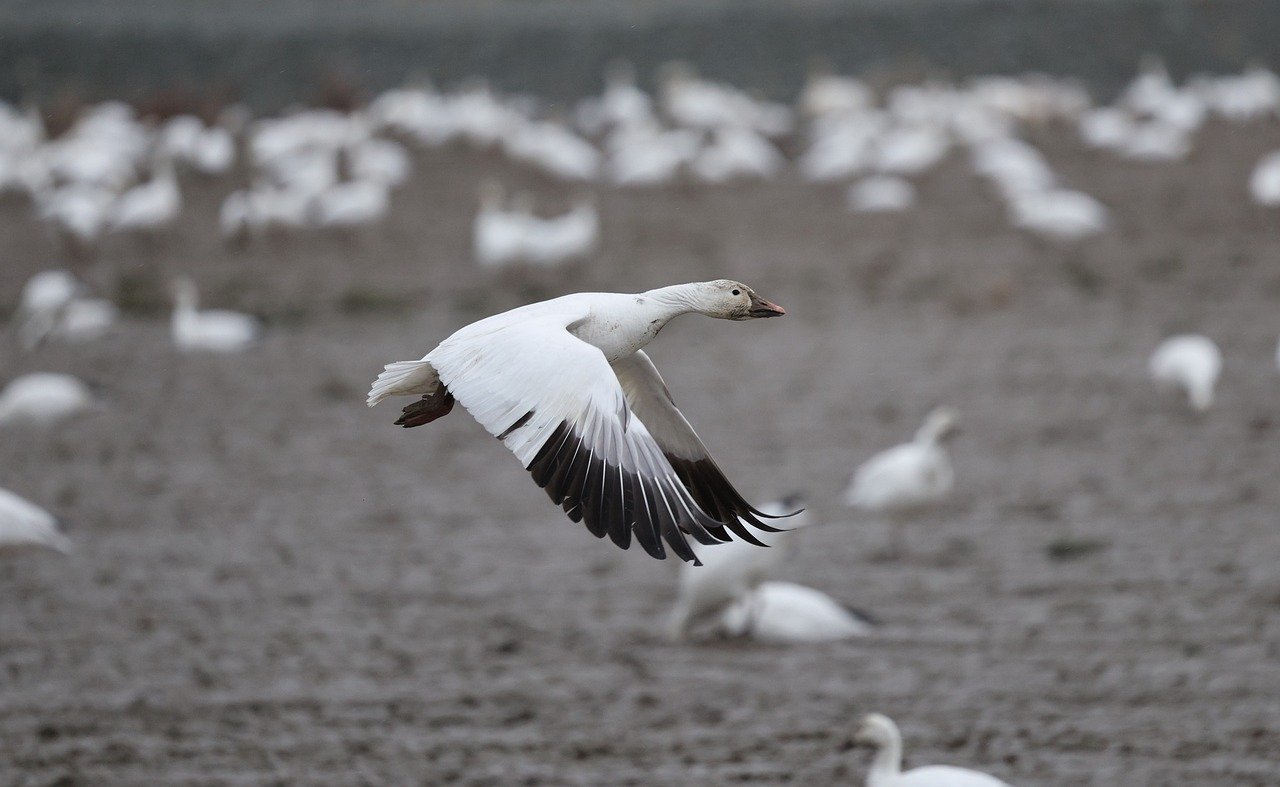erfahren sie mehr über den migrationspakt, seine ziele und auswirkungen auf globale migration und zusammenarbeit.