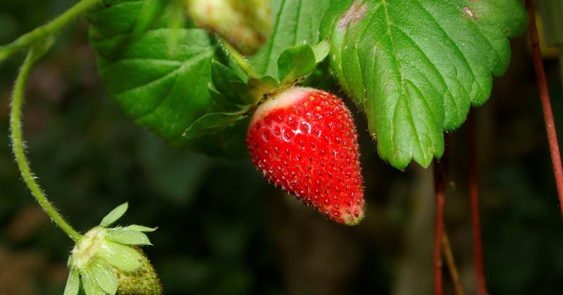 Mangostan: Die exotische Superfrucht und ihre Wirkung