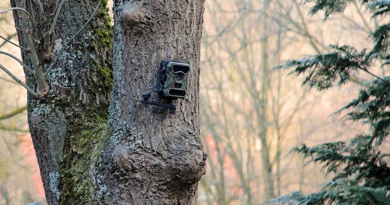 Wildkamera Testsieger: Diese Kamera überzeugt wirklich